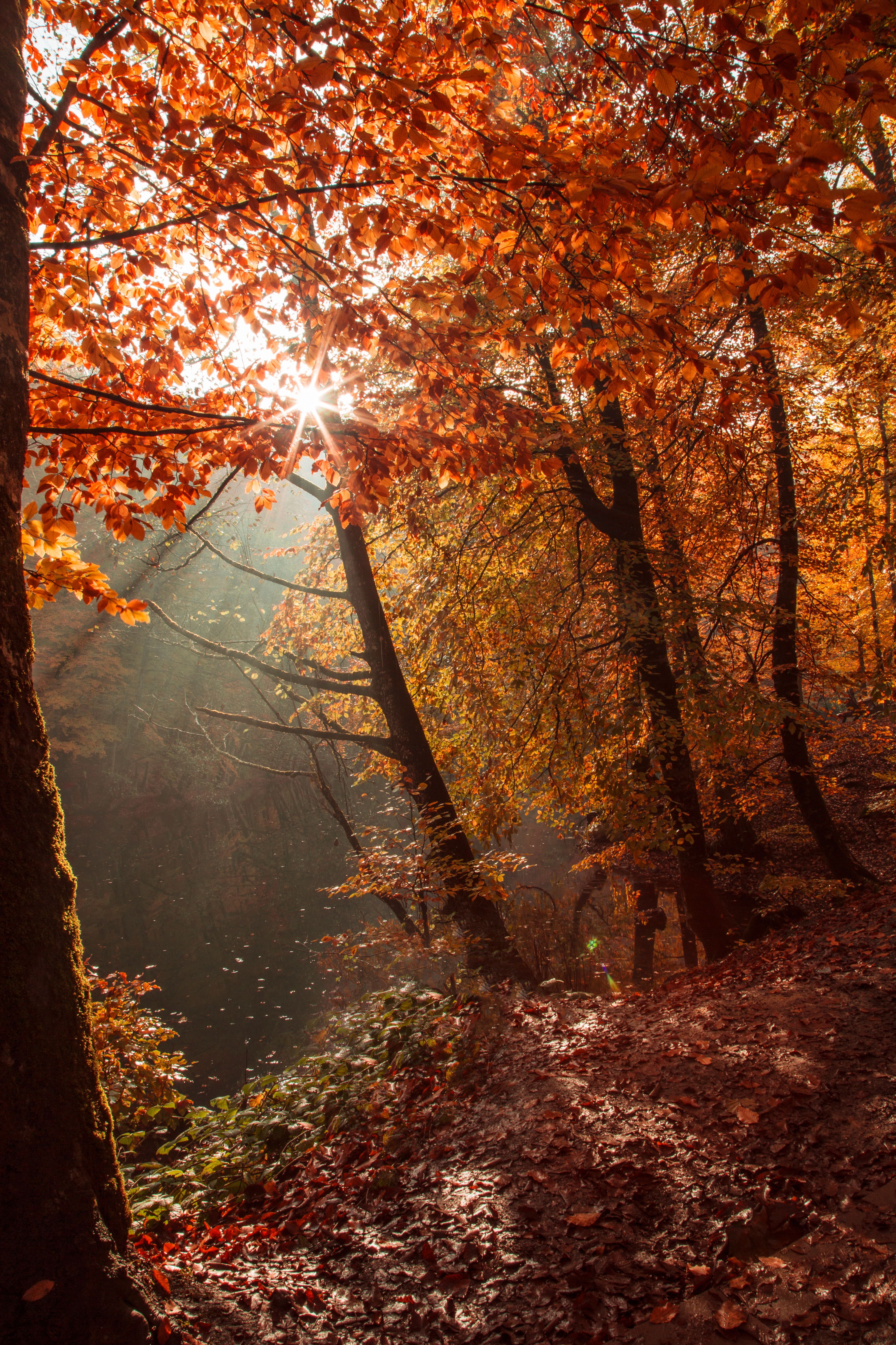 3840x5760 Fall Wallpaper Photo, Download The BEST Free Fall Wallpaper & HD Image
