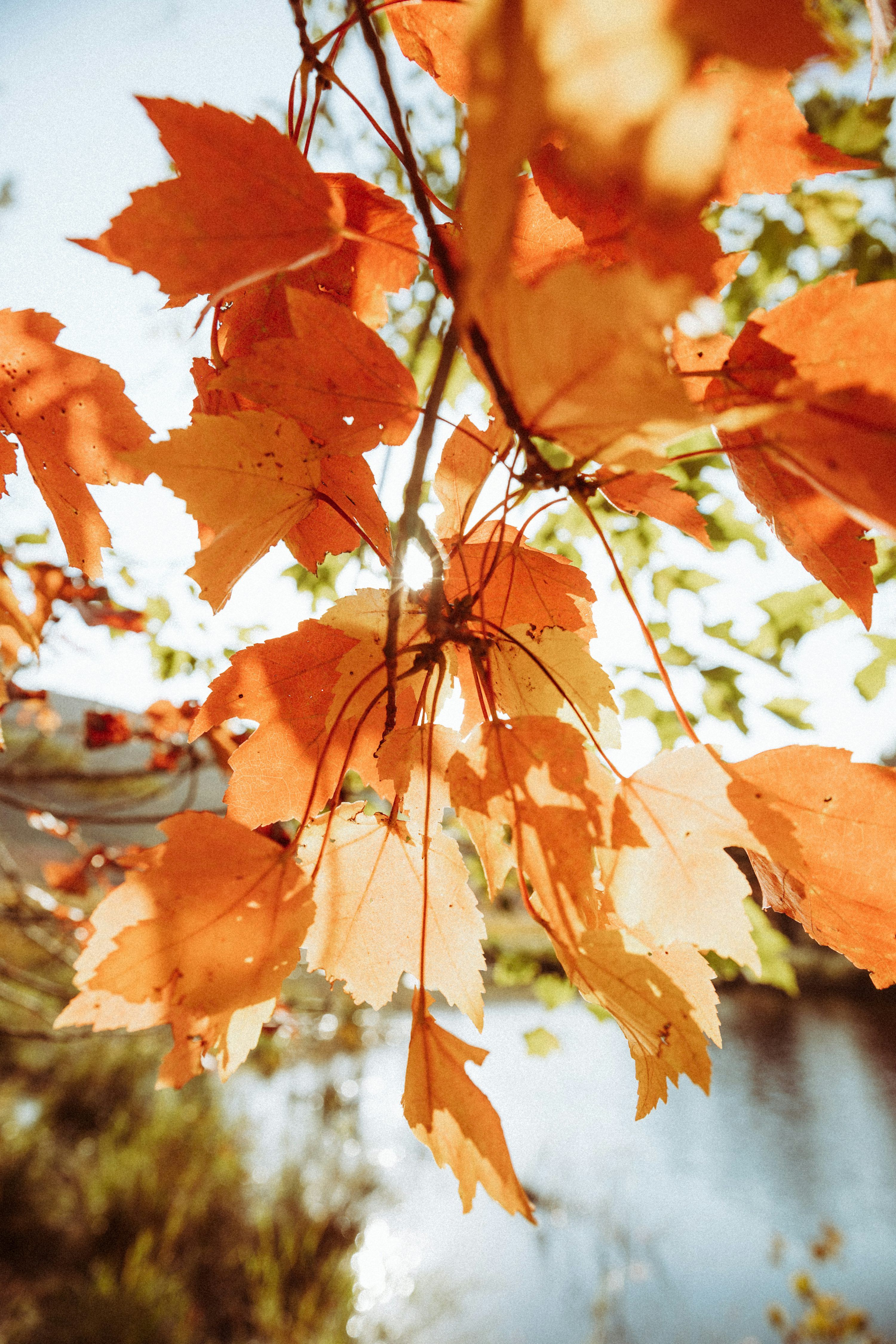 3000x4500 Close Up Of Bright Orange Autumn Leaves On A Branch