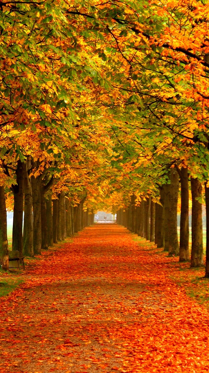 800x1422 Autumn Leaves Falling Themes, themes, autumn, leaves, trees, orange, HD phone wallpaper