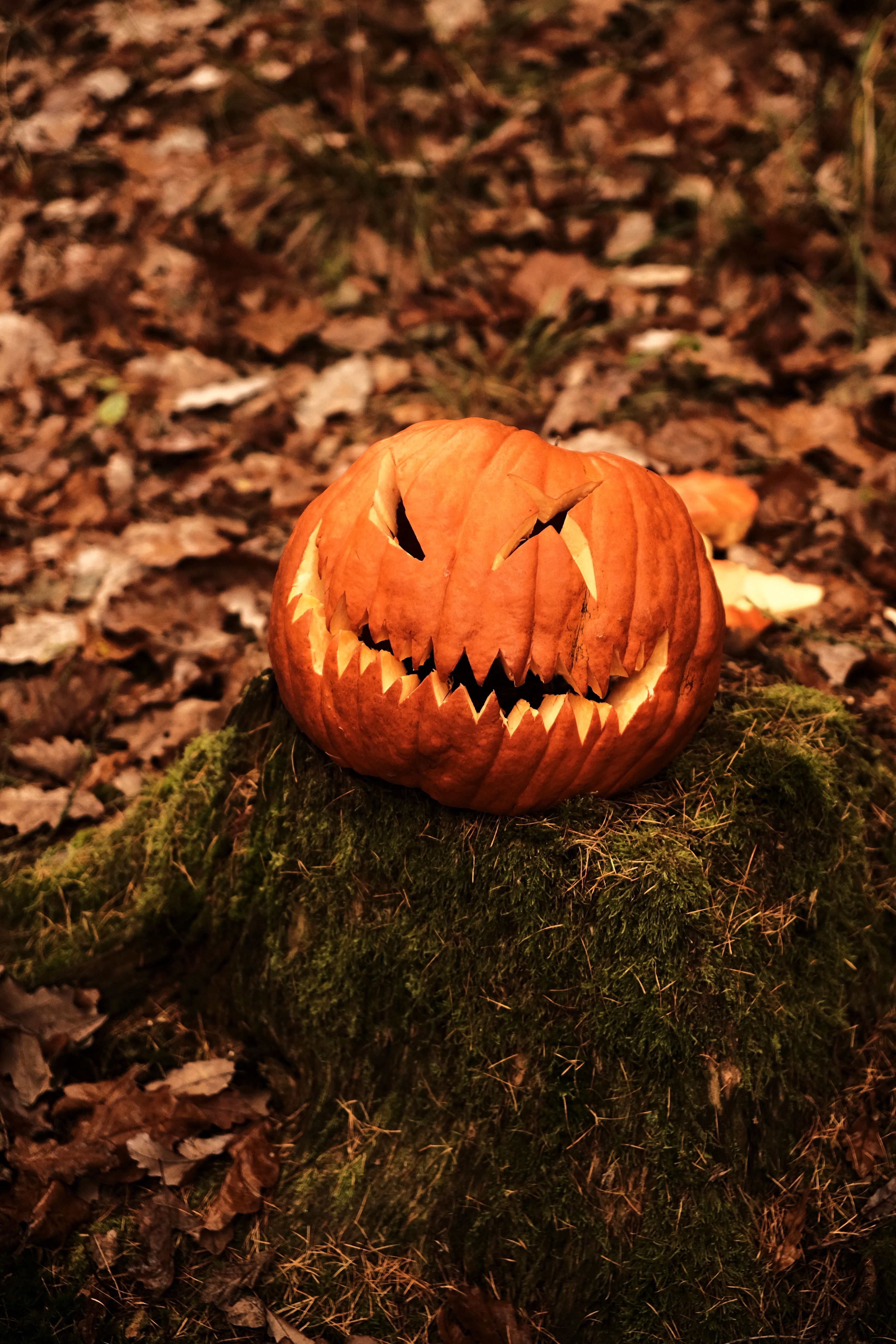 3476x5213 Spooky Jack O' Lantern In Autumn Forest Setting · Free