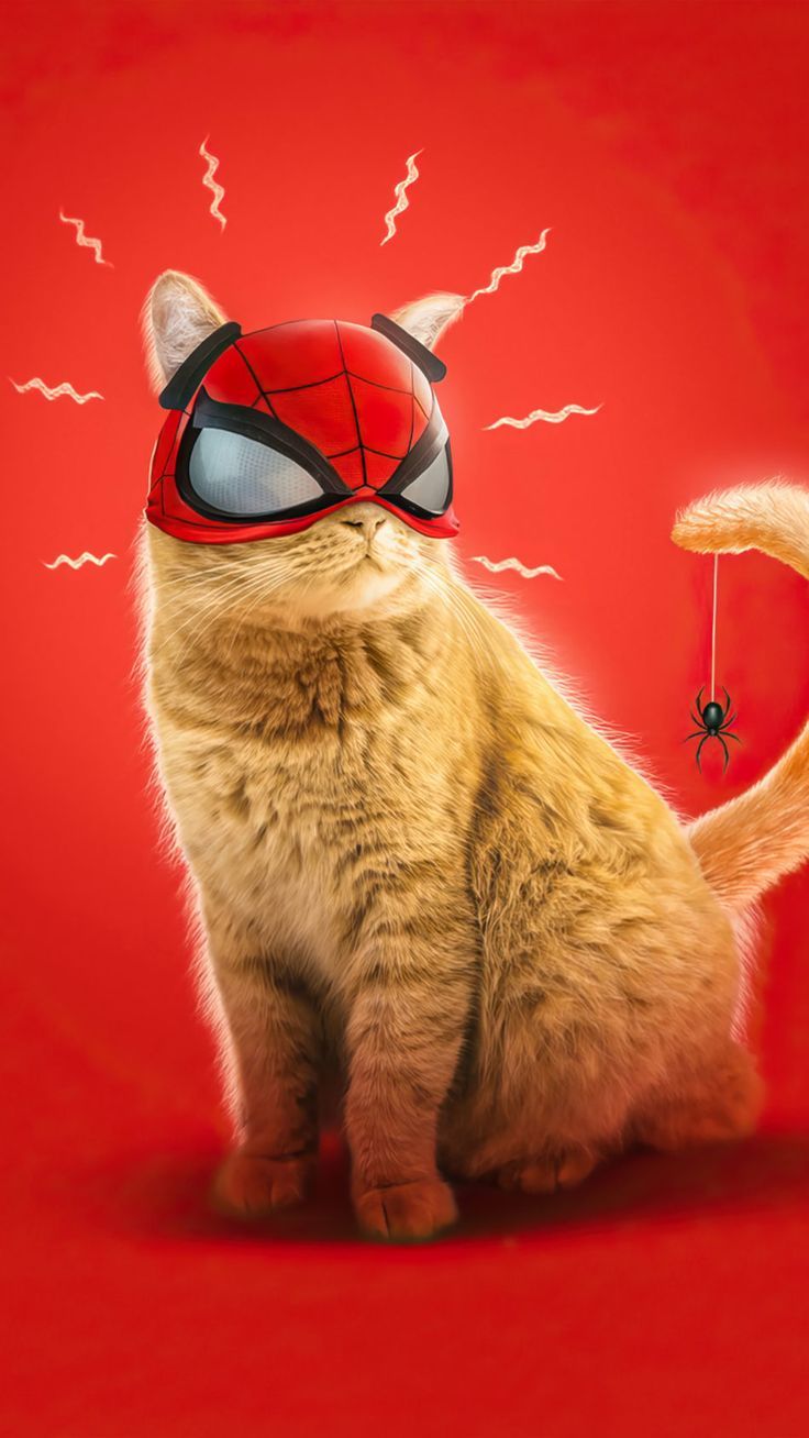 736x1308 Spider Man Cat Wallpaper