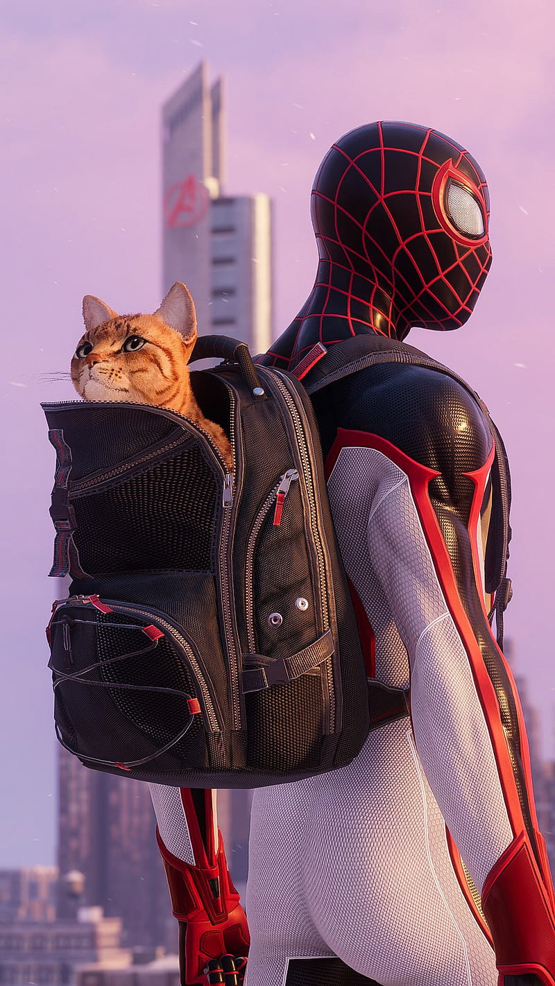 800x1422 Spiderman Cat, games, juegos, man, miles morales, playstation, ps ps spider, HD phone wallpaper