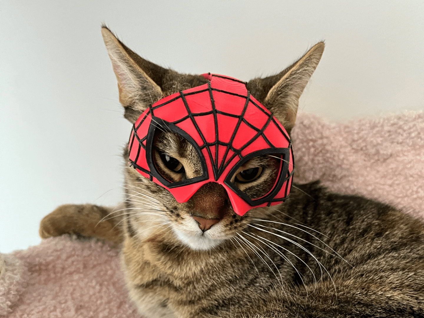 1440x1080 Spidercat Mask 3D Print Model