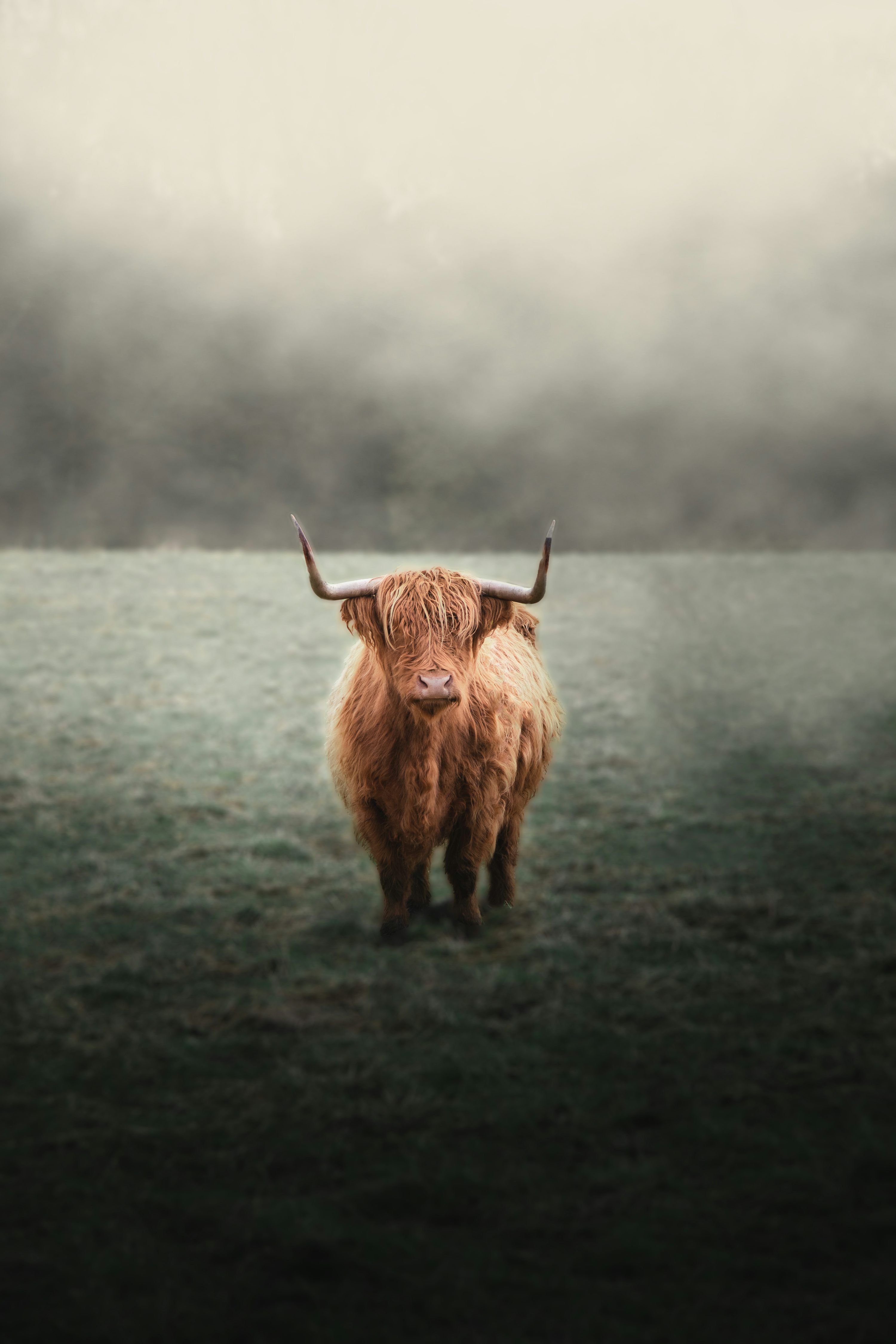 3000x4500 Highland Cow Picture. Download Free Image