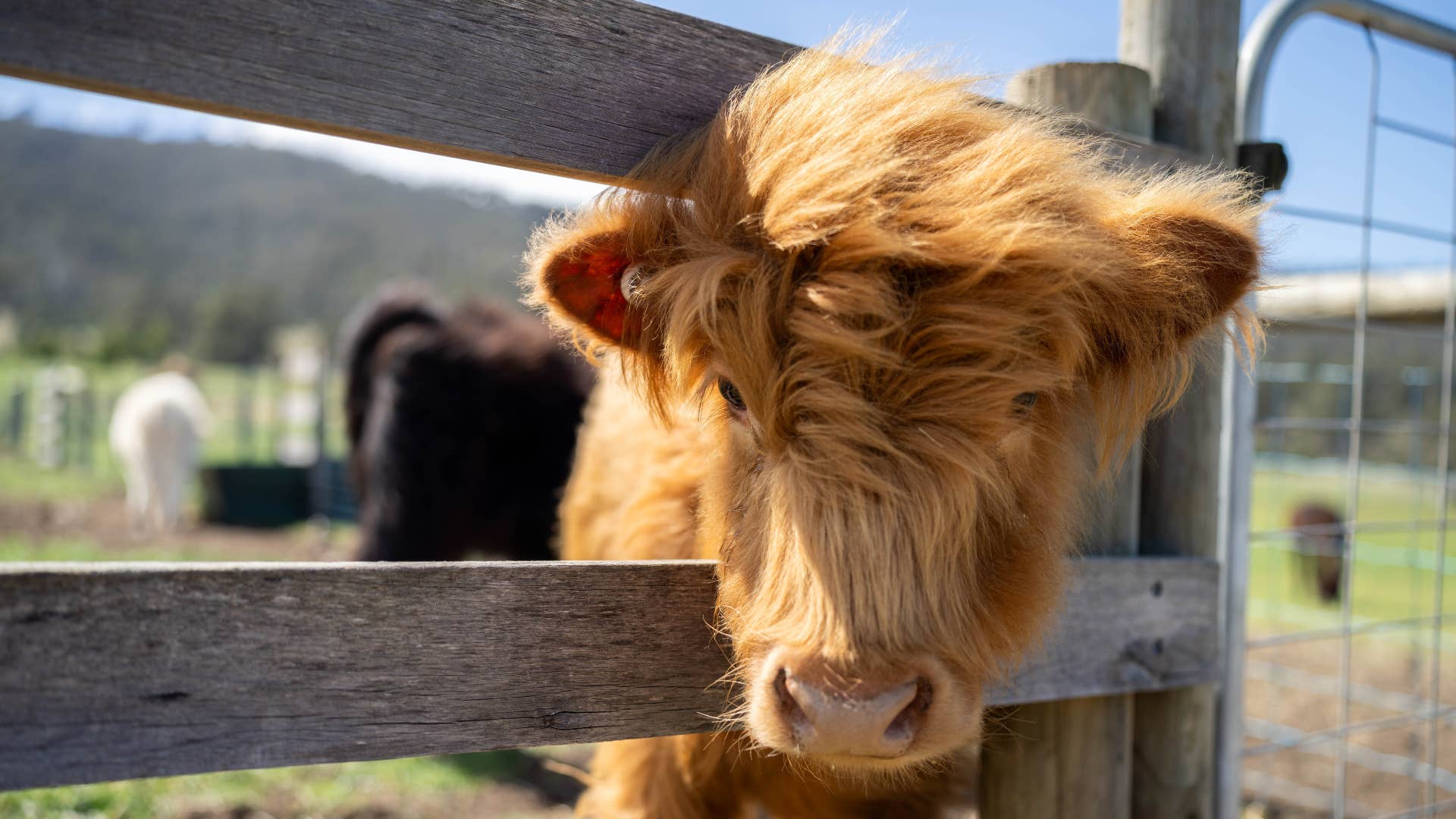 1920x1080 Highland Mini Cow Playing With A Pumpkin Like A Dog Is Too Cute To Resist