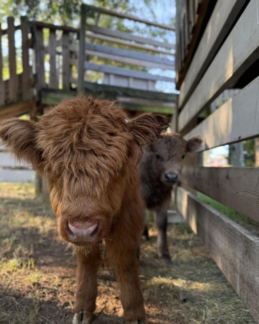 1080x1351 Mini Highland Cows