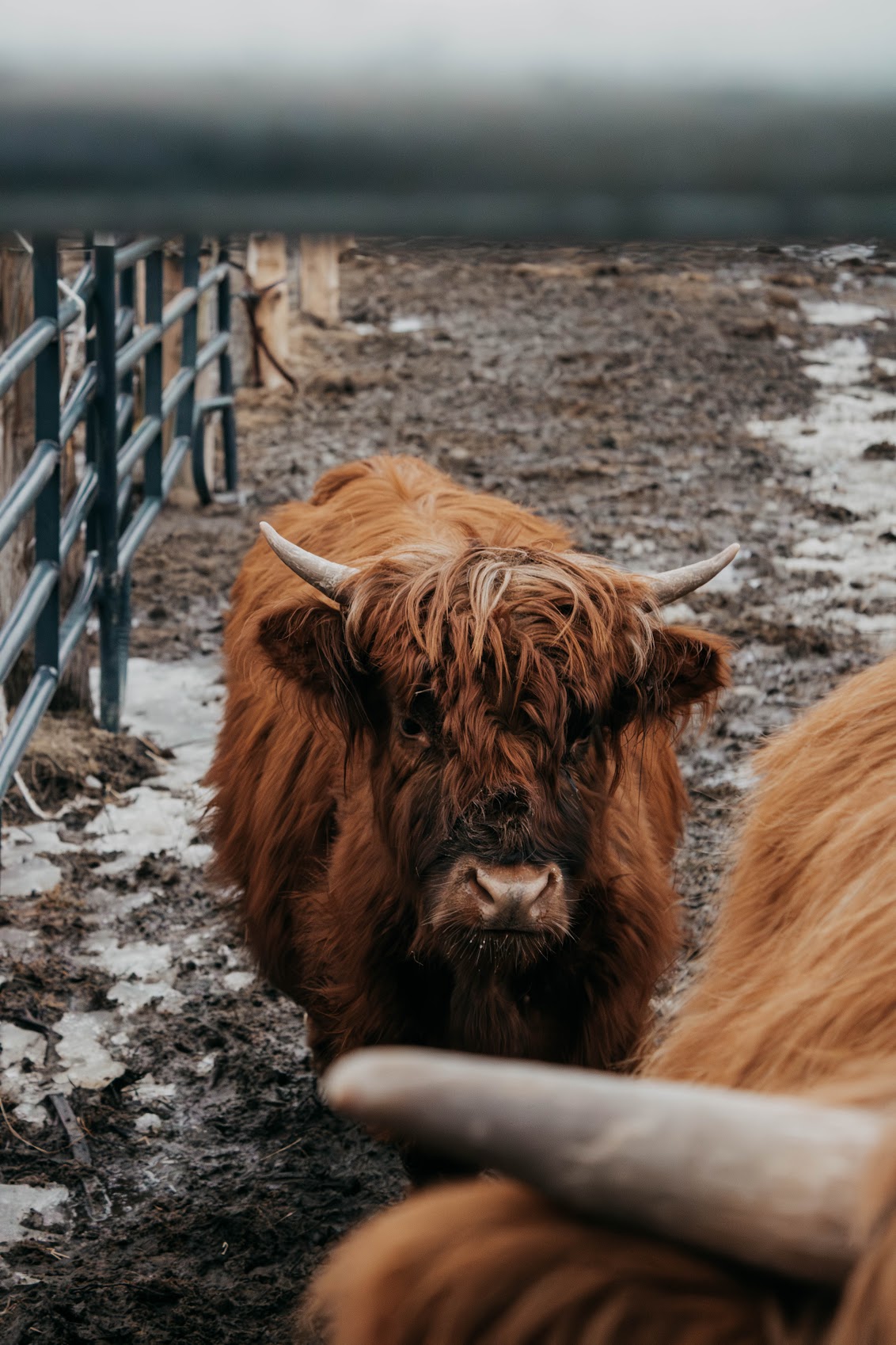 1132x1698 The Calmest Creatures in Machias: Our Mini Highland Herd