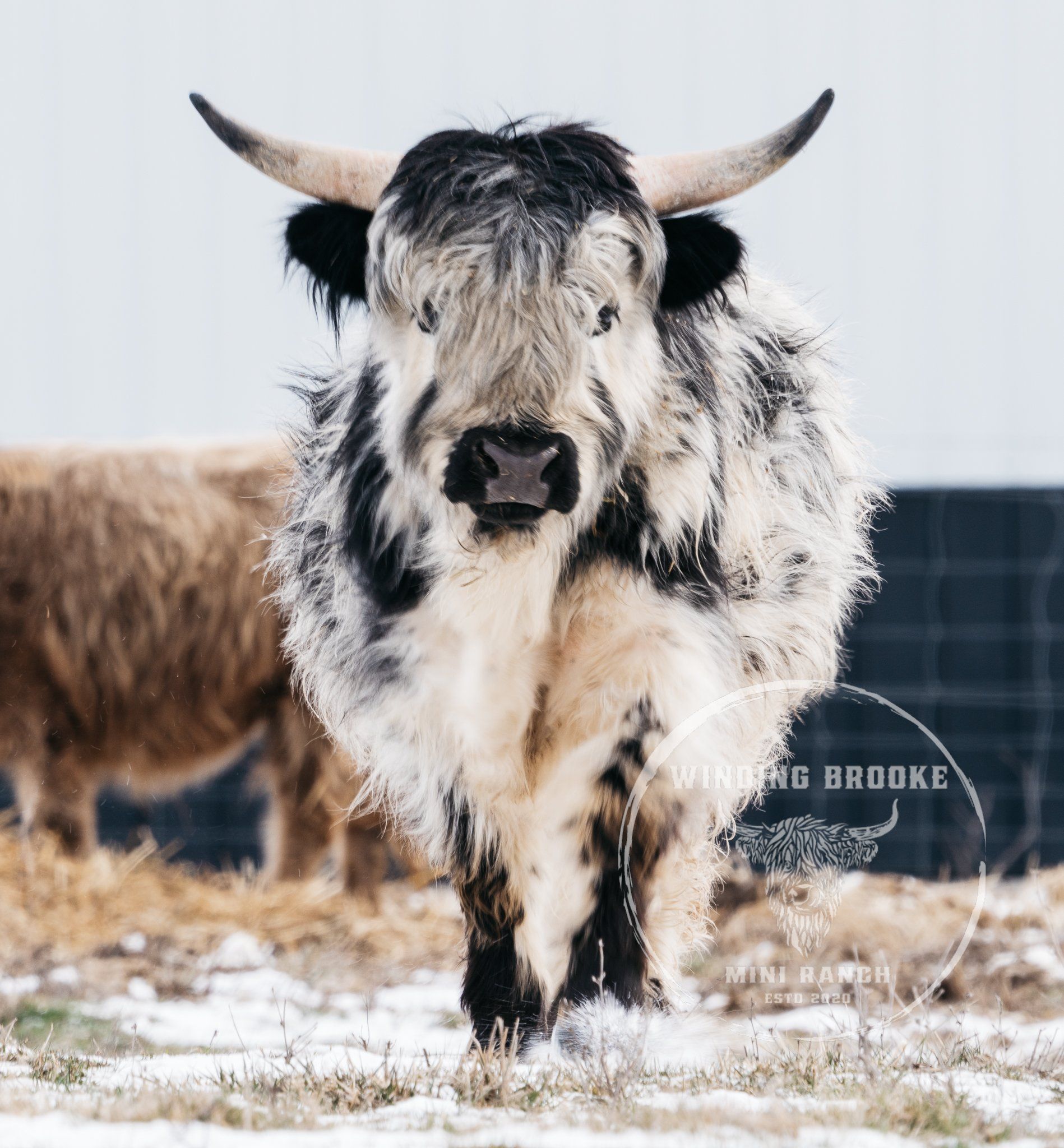 1898x2048 Our Fold. Discover Quality Cattle