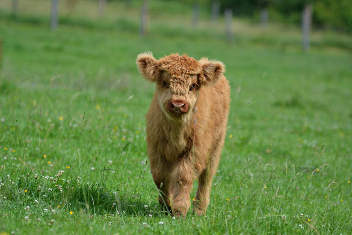 1200x800 Highland Cow Calf Ready to 'Take On' a Curious Rooster Is Delighting the Internet