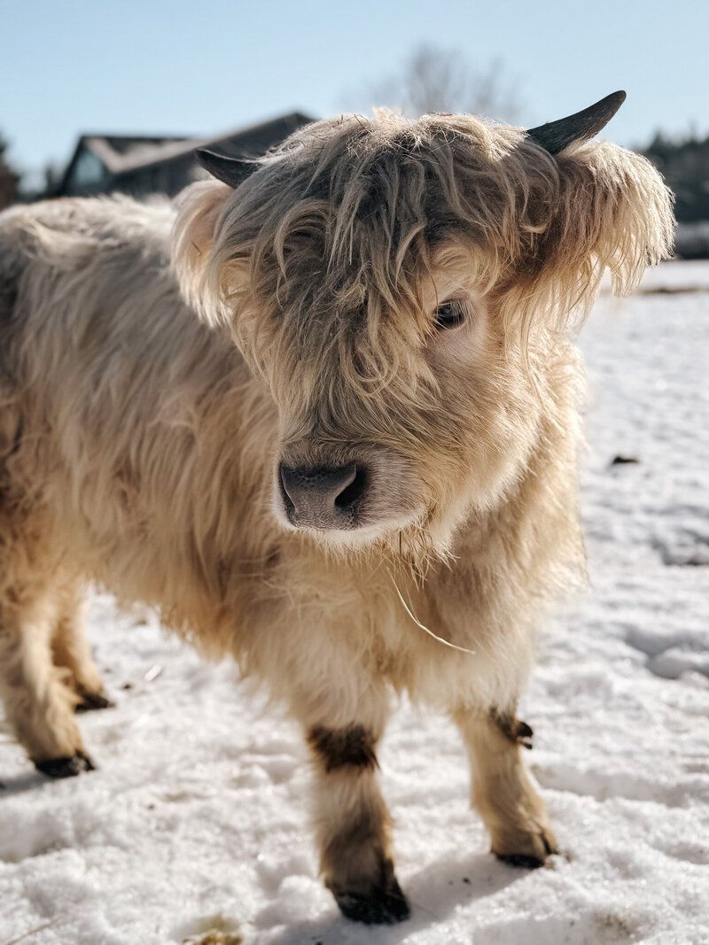 800x1067 Compact Cattle Co. Cle Elum, WA