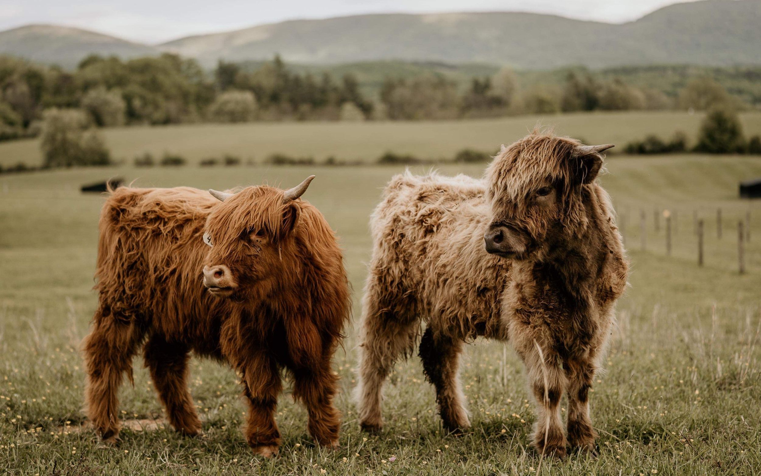 2500x1564 Scottish Highland. Cyrus Ridge Farm