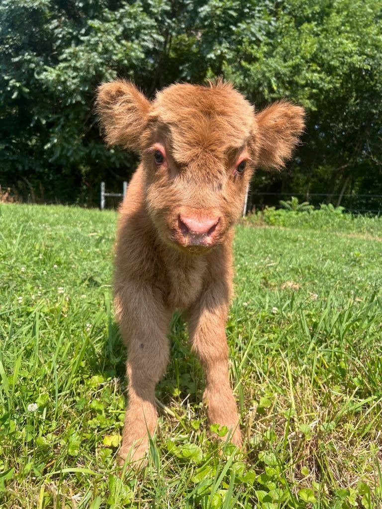 768x1024 Highland Cow Life Stages: Calf to Elder on Our TN Farm. Cedar Pond Farms