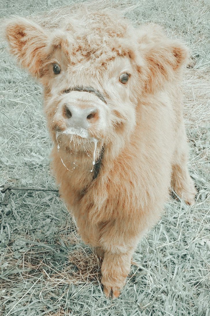 728x1093 Adorable Baby Cow Standing in Grass. Cute fluffy cow wallpaper, Fluffy cow background, Mini highland cow background