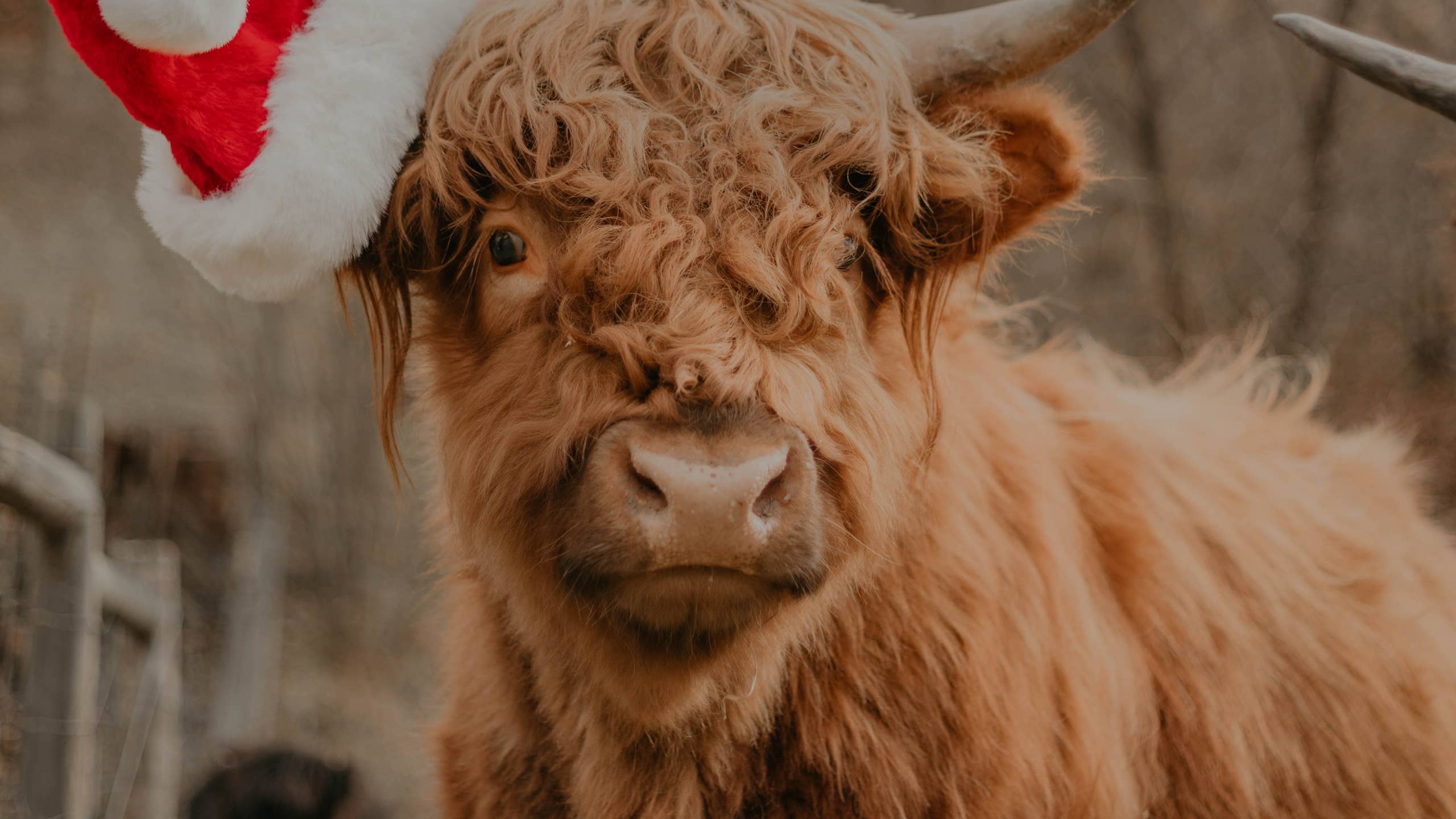 2560x1440 You Can Hug an Adorable Highland Cow at This Christmas Tree Farm