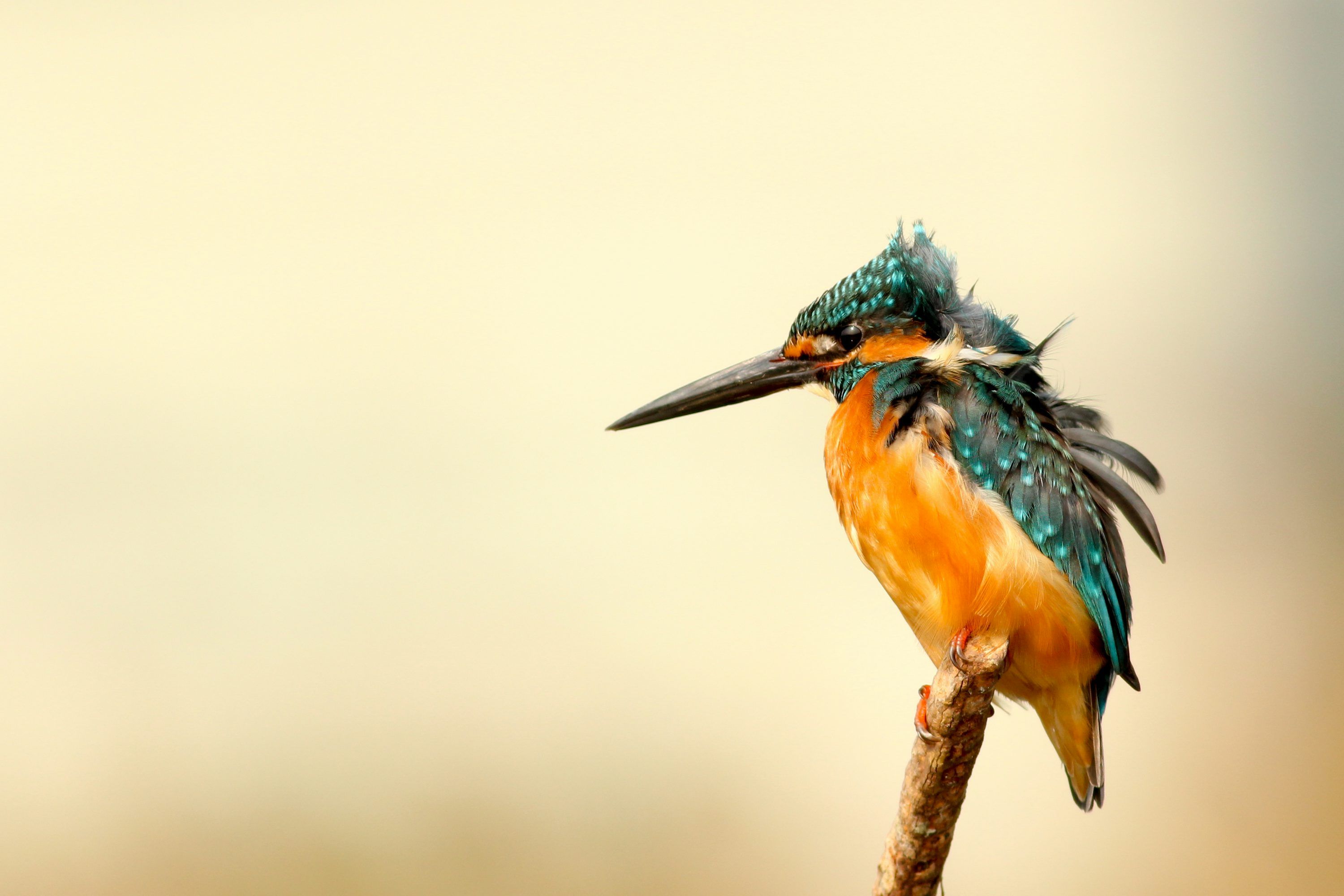 3000x2000 Rule of thirds photography of orange and blue bird