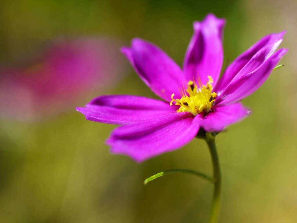 1024x768 Golden Ratio, Fibonacci Spiral & Rule of Thirds in Photography