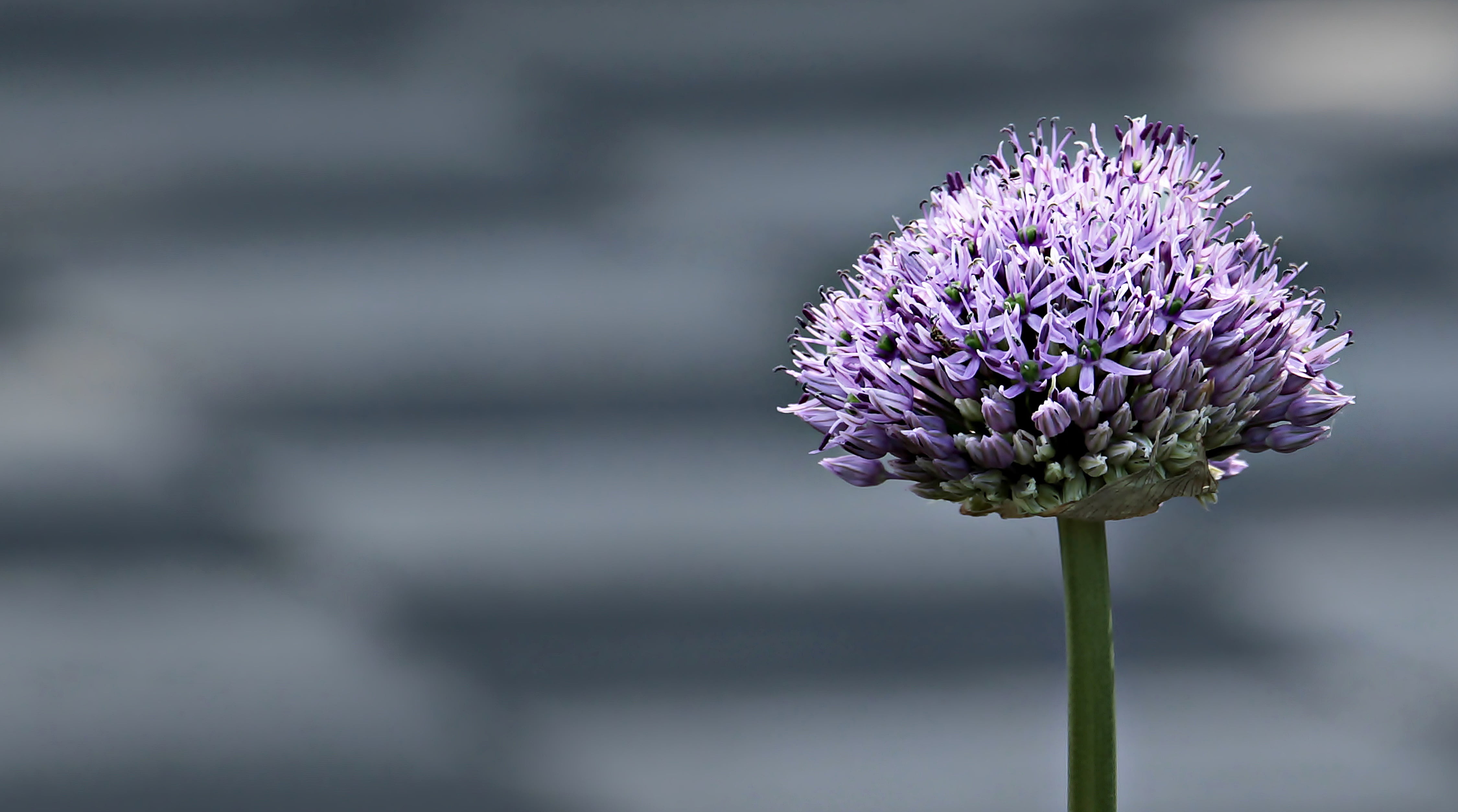 4500x2507 Lavender in rule of thirds macro photography HD wallpaper