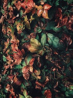 240x320 HD Wallpaper: Wallpaper, Autumn, Winter, Plant, Growth, Nature, Close Up