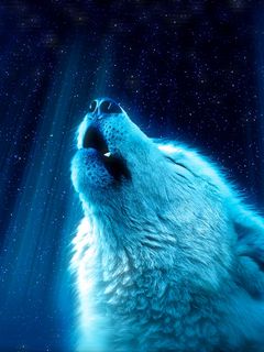 240x320 Download wallpaper 240x320 wolf, predator, howl, white, blue old mobile, cell phone, smartphone HD background