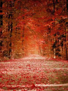 240x320 Georgeous Nature Wallpaper