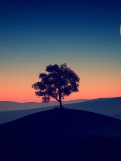 240x320 Popular Tree HD Wallpaper, 540x960 Resolution Background and Photo
