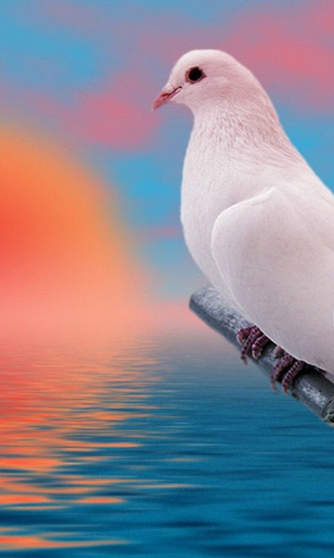 480x800 Cute Bird Wallpaper Full HD 84015