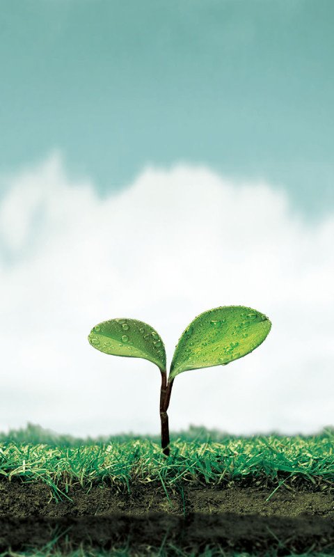 480x800 Sprout Beautiful HD Wallpaper 118636