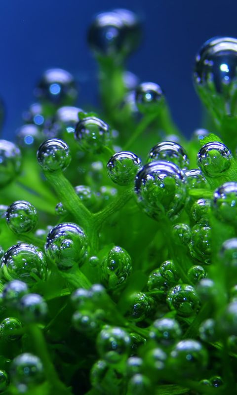 480x800 Cell Phone Wallpaper Downloads. HD Wallpaper Download