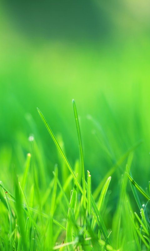 480x800 Green Wallpaper on Amazon Appstore