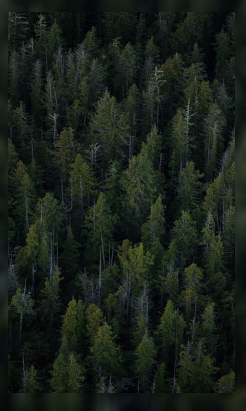 480x800 4K Forest Wallpaper HD on Amazon Appstore