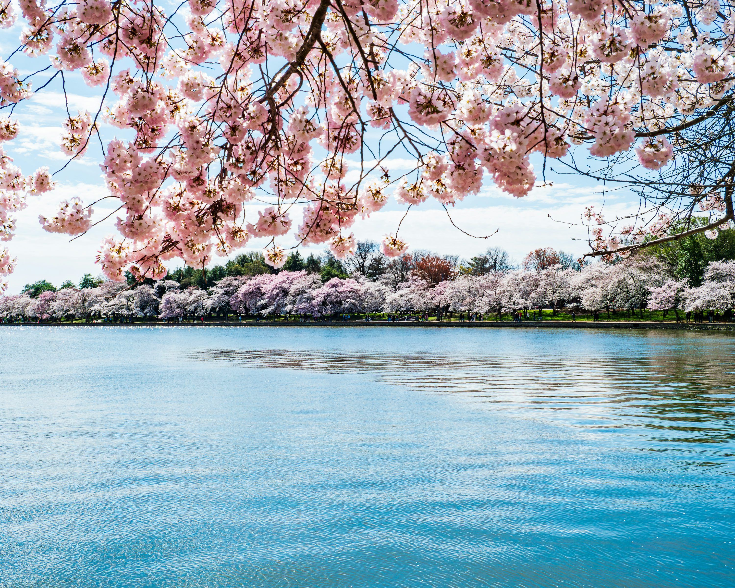 3000x2400 Cherry blossoms bloom over a tranquil blue lake