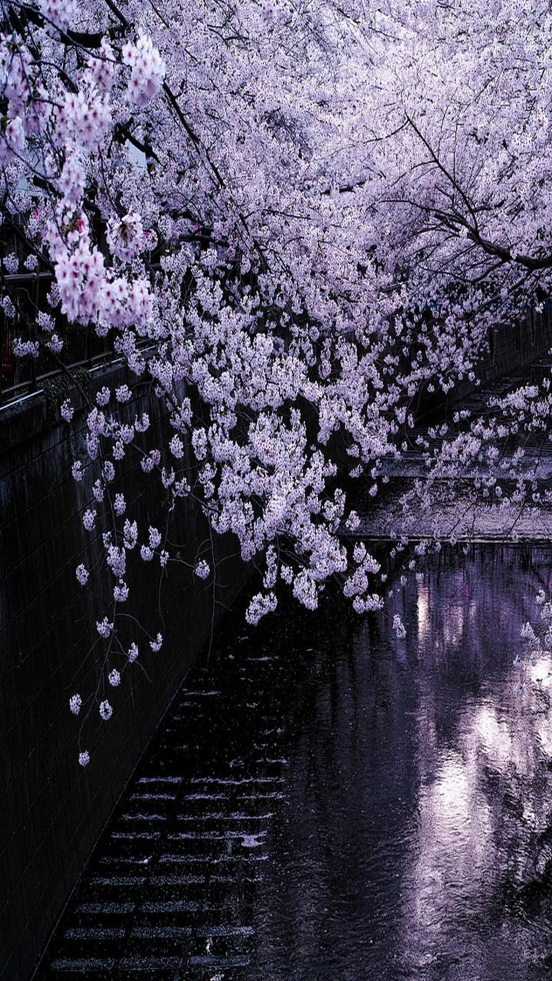 800x1422 Cherry Blossom Lake, tree, water, purple, bridge, HD phone wallpaper