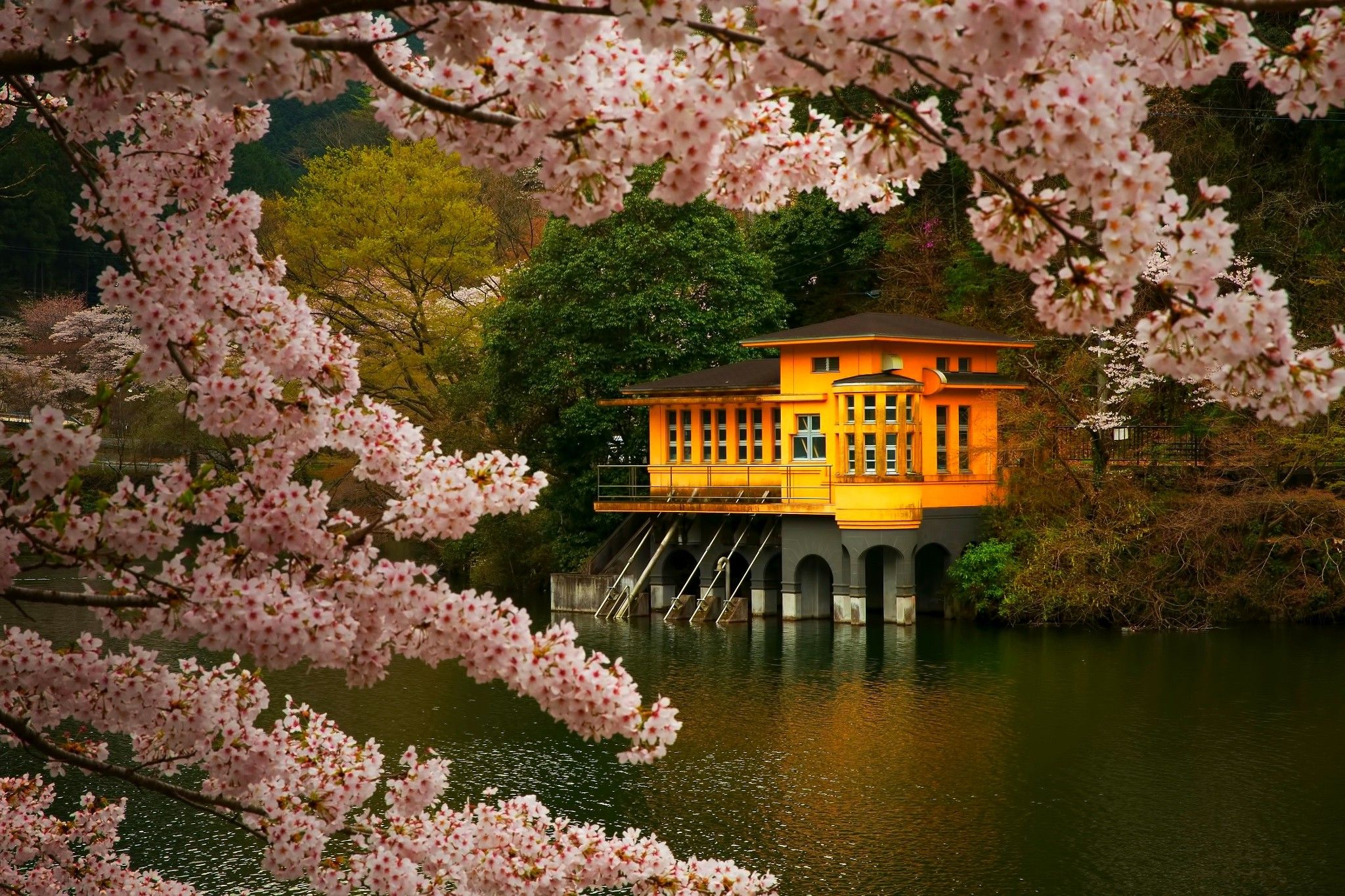 2048x1365 cherry Blossom, Trees, Spring, Lake, Flowers, Japan, Nature, Landscape, Pink, Gold, Green Wallpaper HD / Desktop and Mobile Background