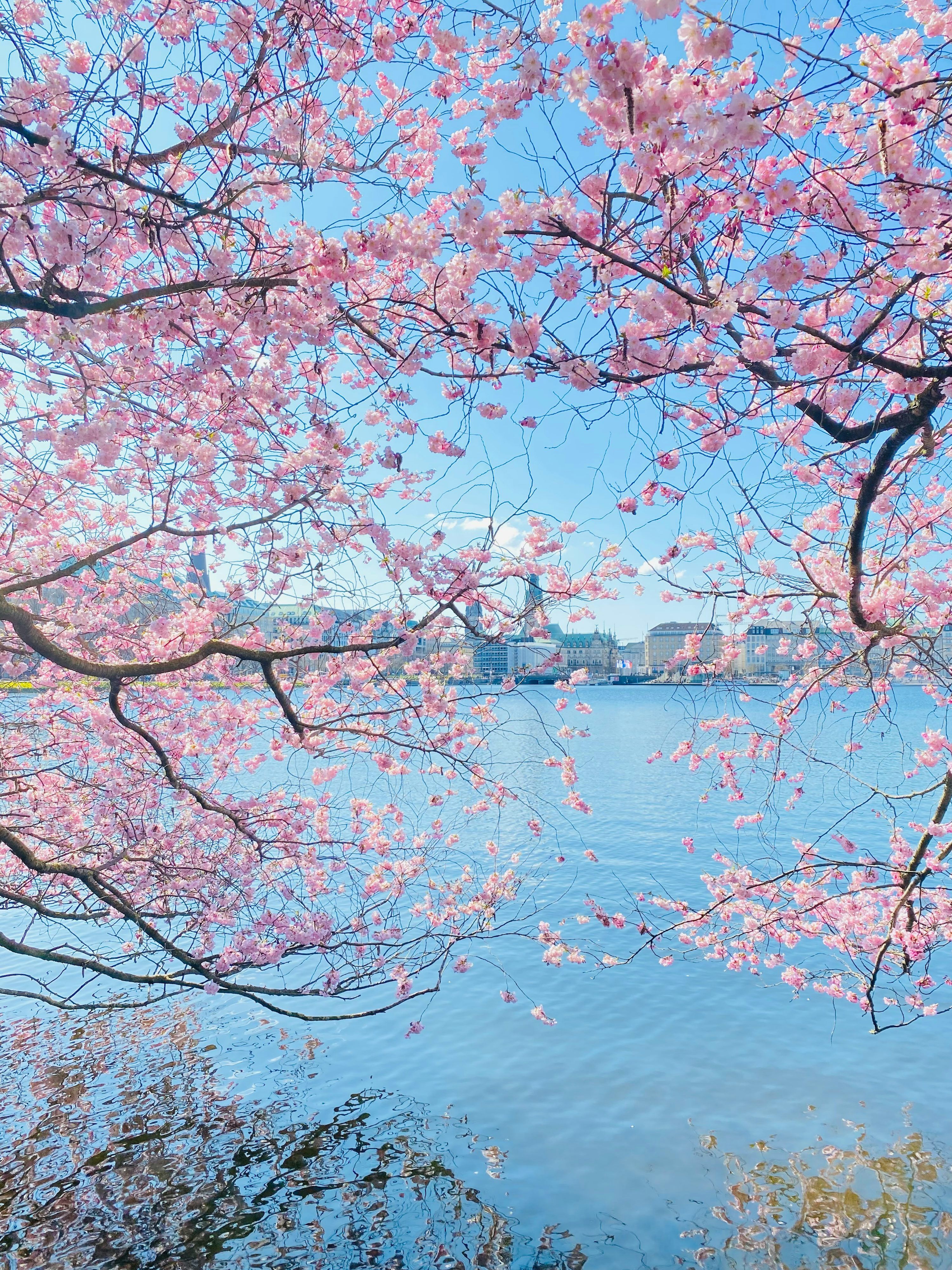 3000x4000 Cherry blossoms frame a beautiful waterfront view