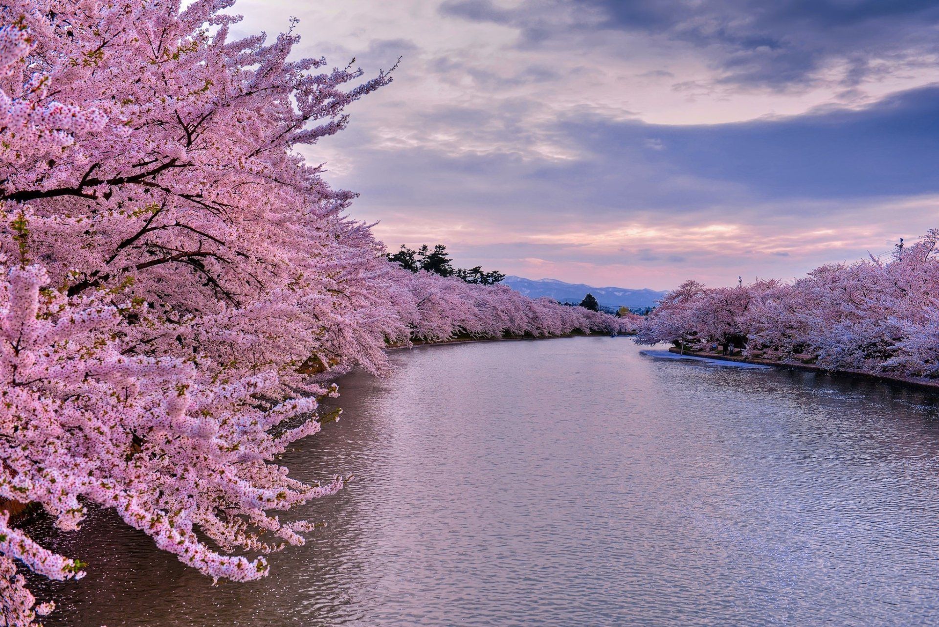 1920x1282 Serene Pink Cherry Blossom River