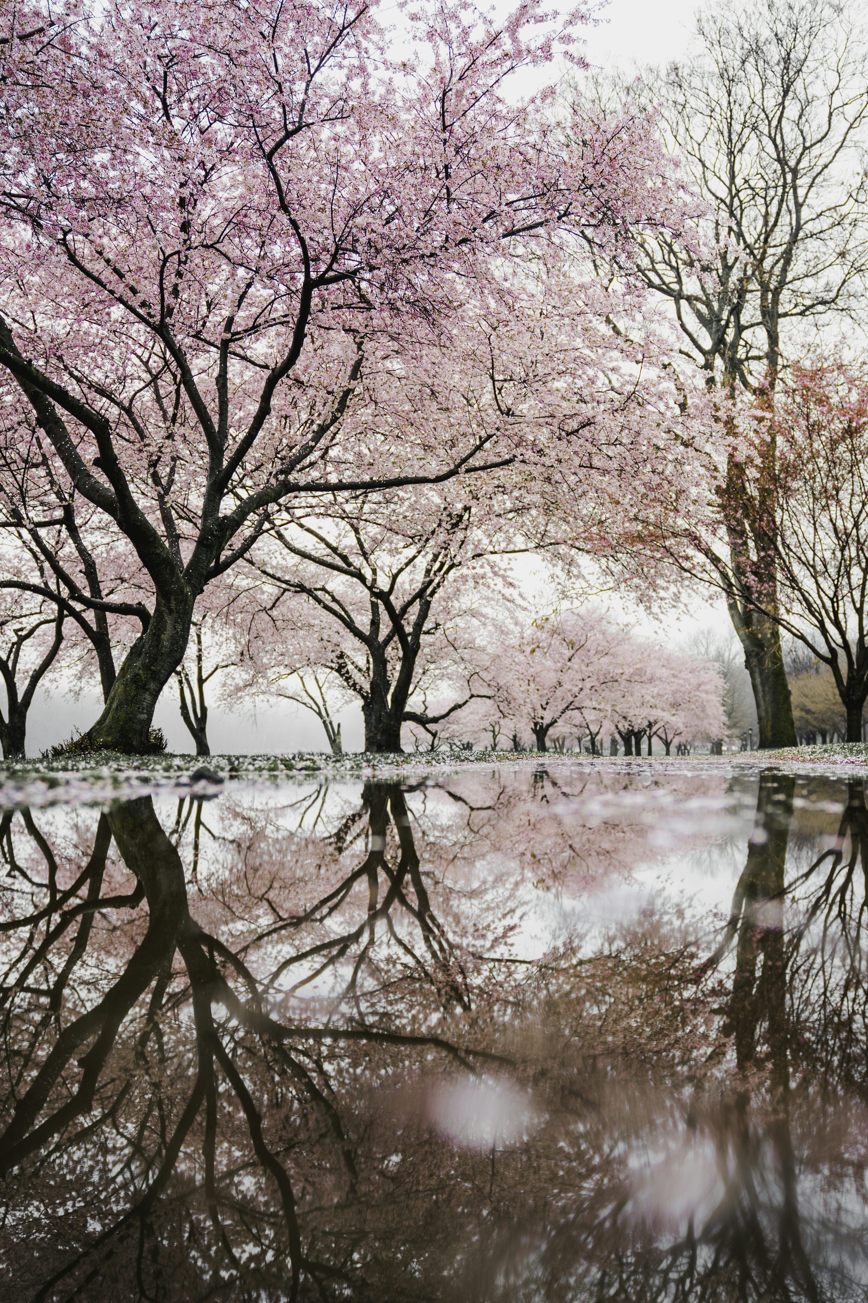 3000x4500 Cherry blossom trees near river