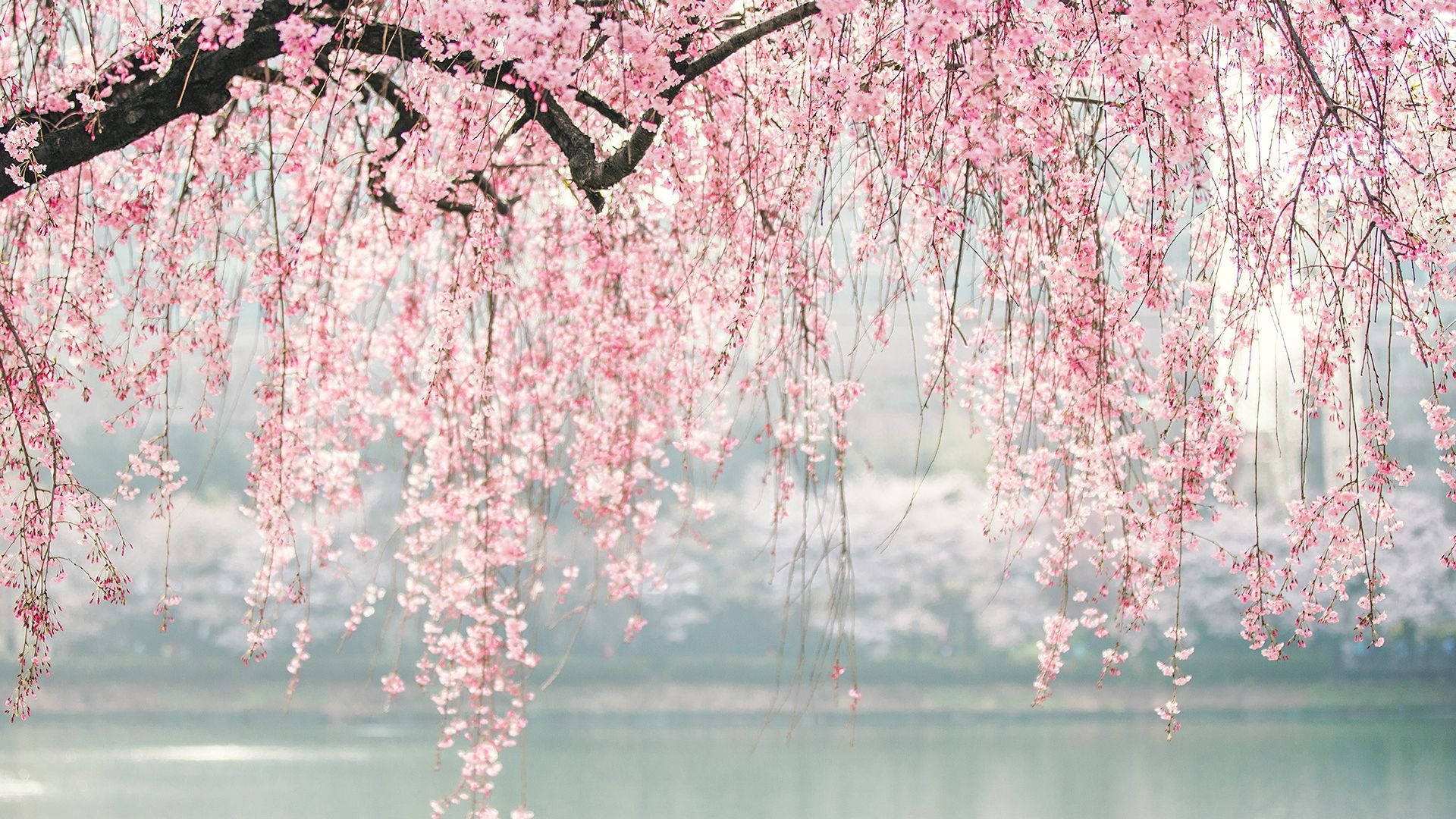 1920x1080 Download Japan Cherry Blossom And River Wallpaper