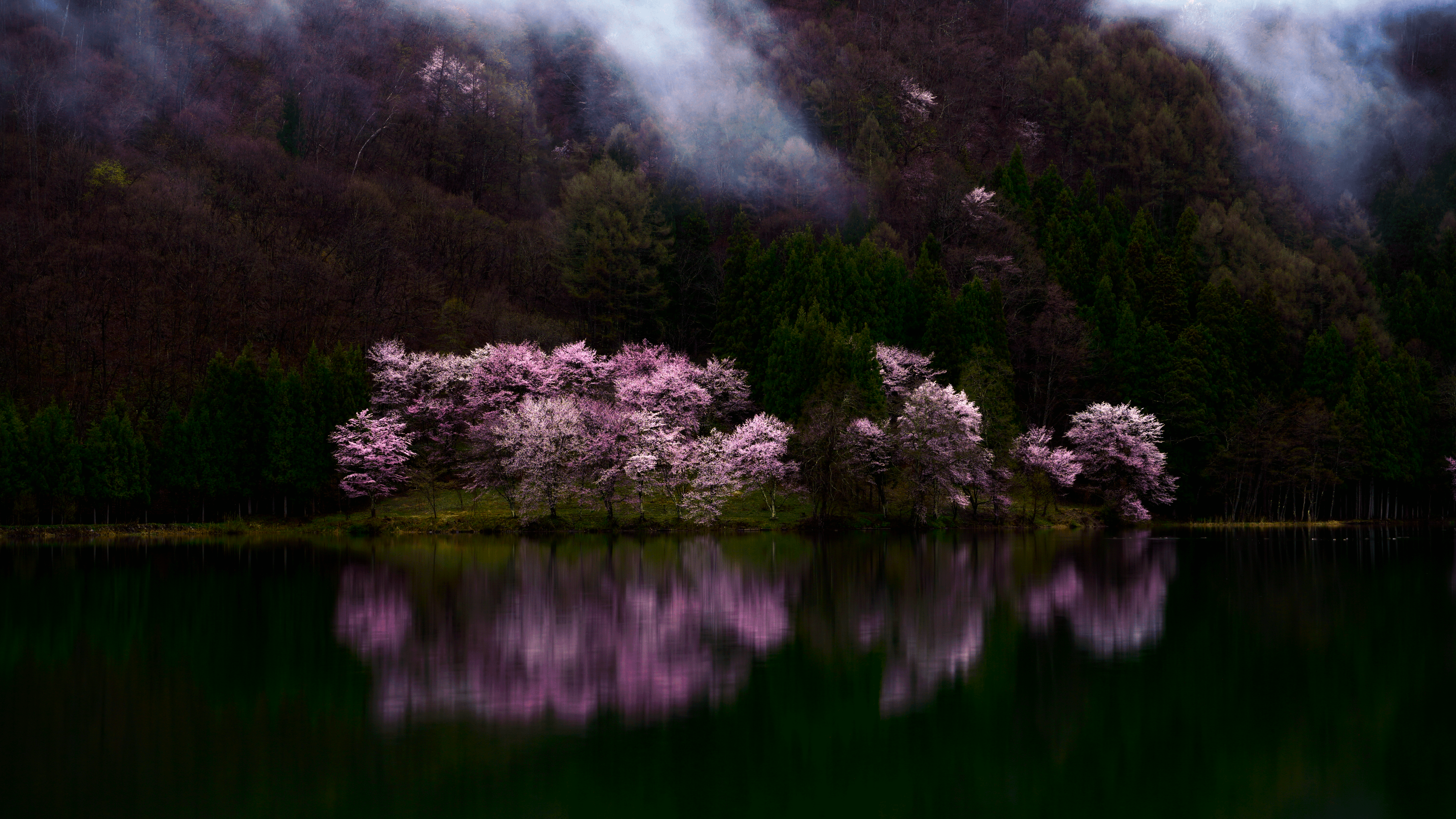 3840x2160 Cherry Blossom