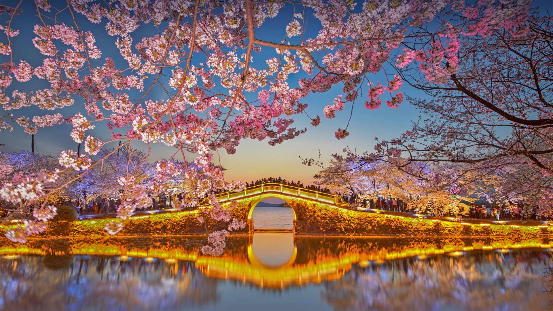 1920x1080 Bing image: Lake Tai s cherry trees in bloom Wallpaper Gallery