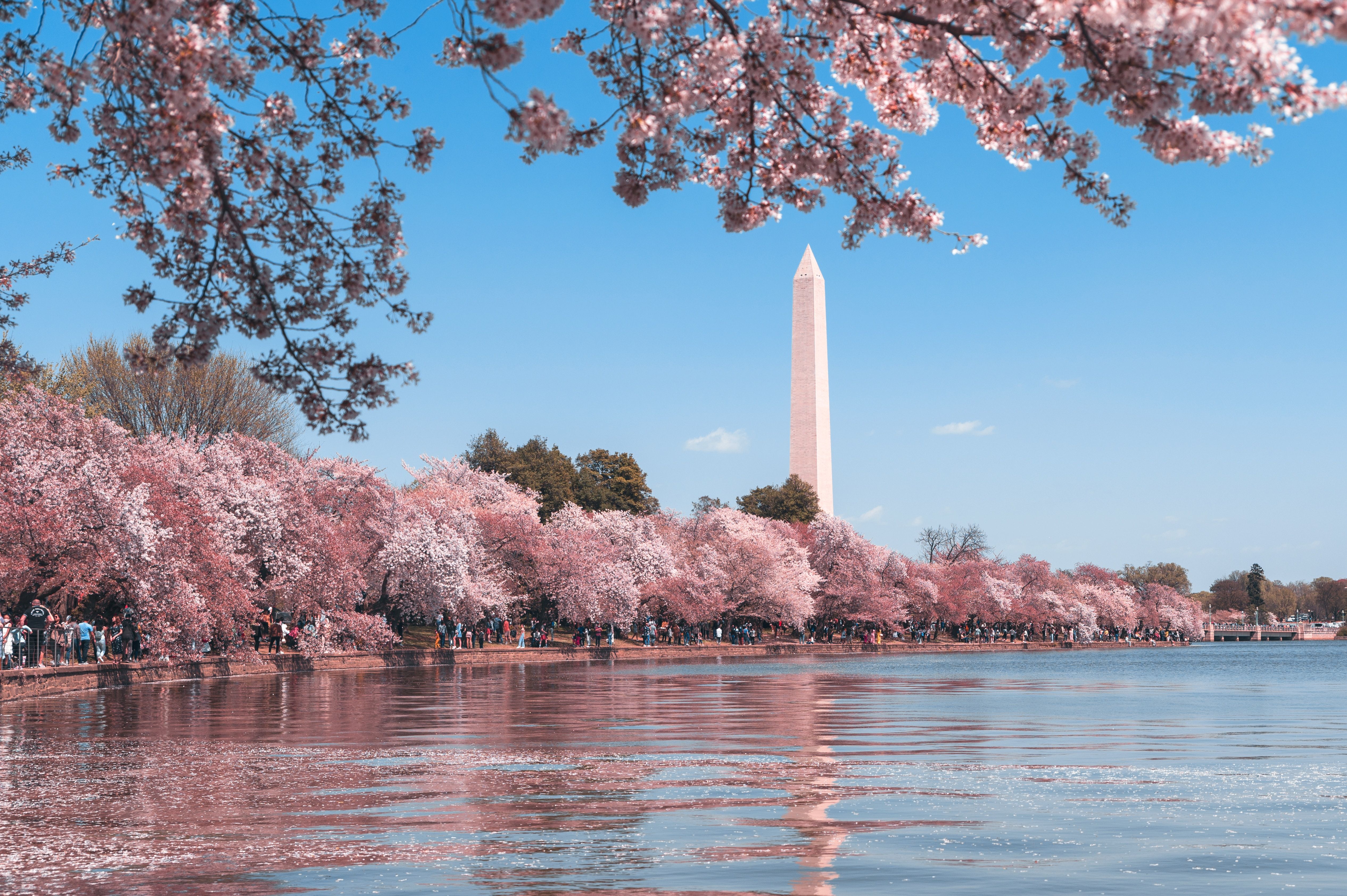5062x3368 Beautiful pink and white cherry blossom wallpaper pack