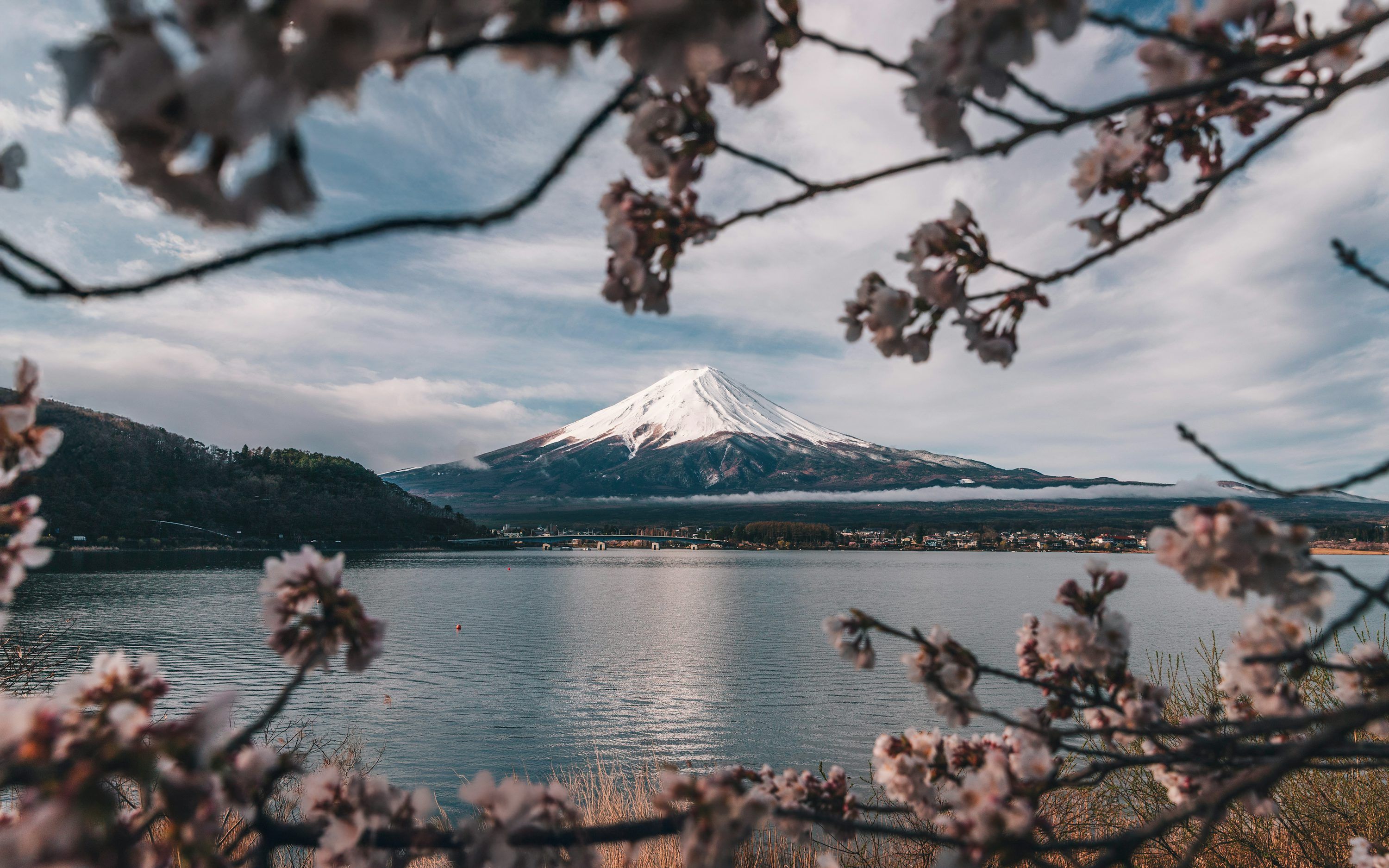 3000x1875 Mt. fuji is framed by cherry blossoms in the foreground