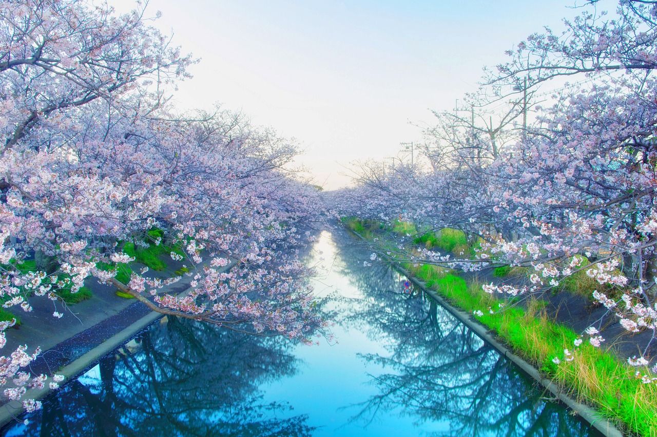 1280x851 Japan Cherry Blossoms Yoshino