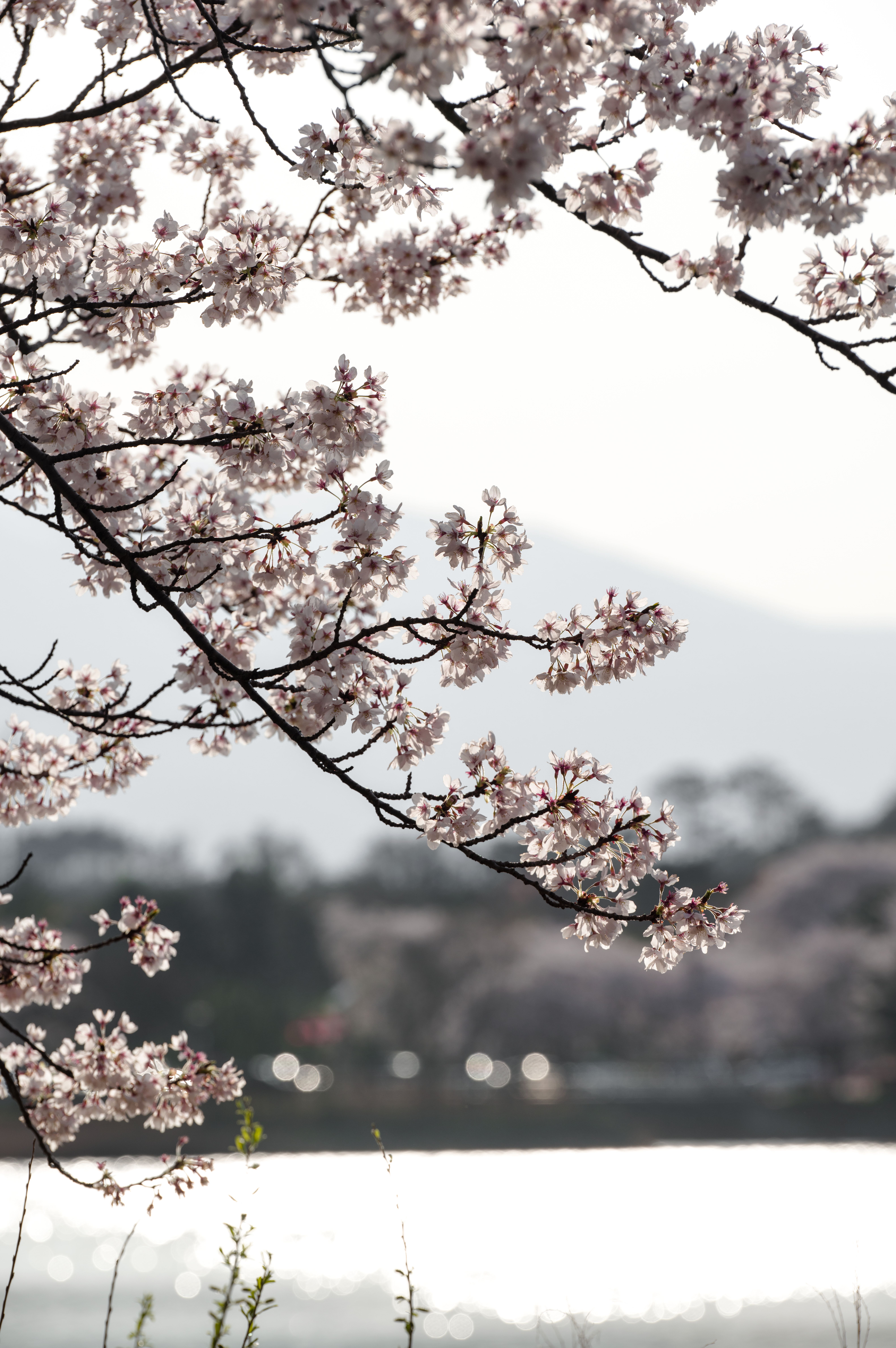 6328x9520 Serene Cherry Blossoms over a Tranquil Lake · Free