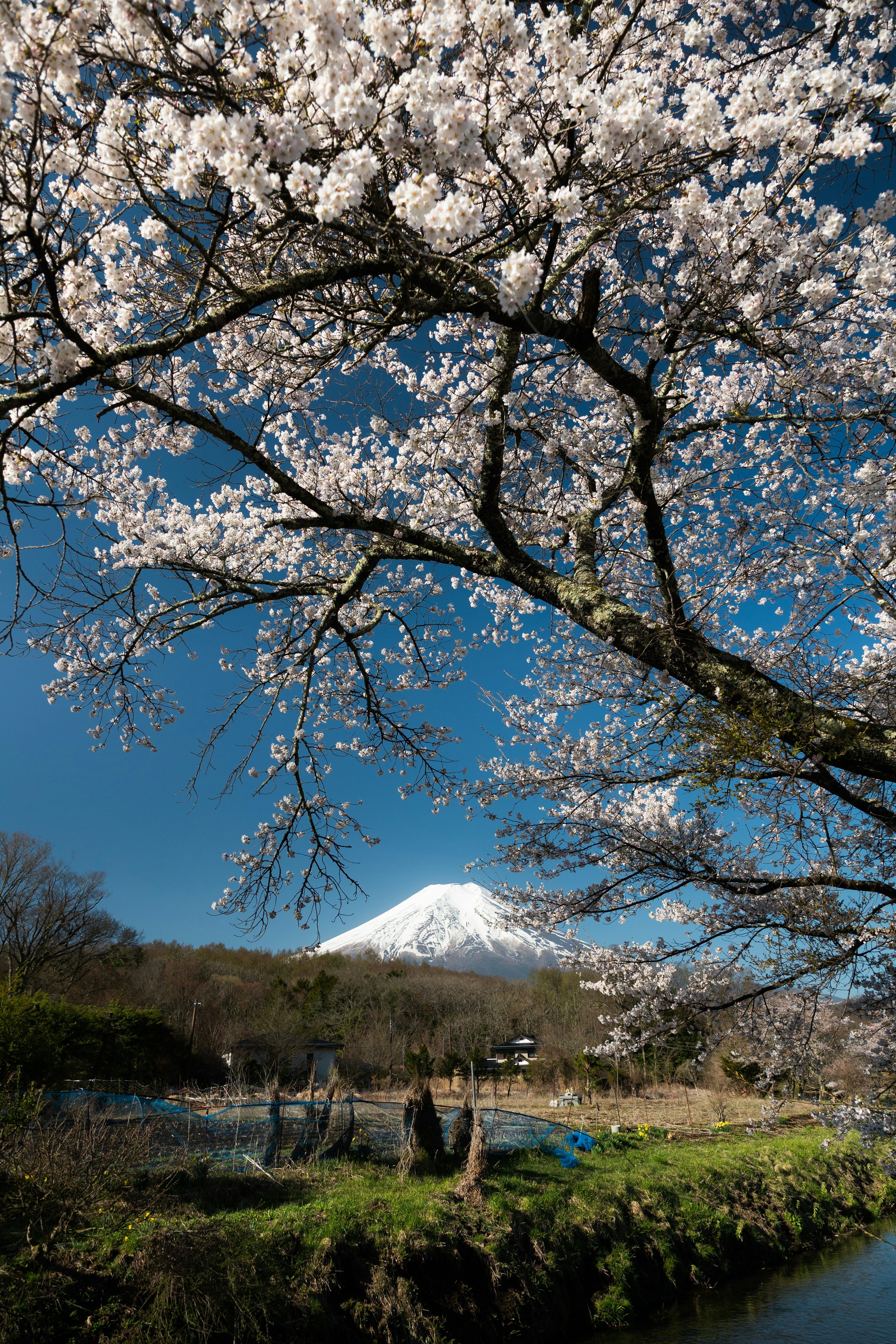 3000x4500 Mount fuji seen through blooming cherry blossoms