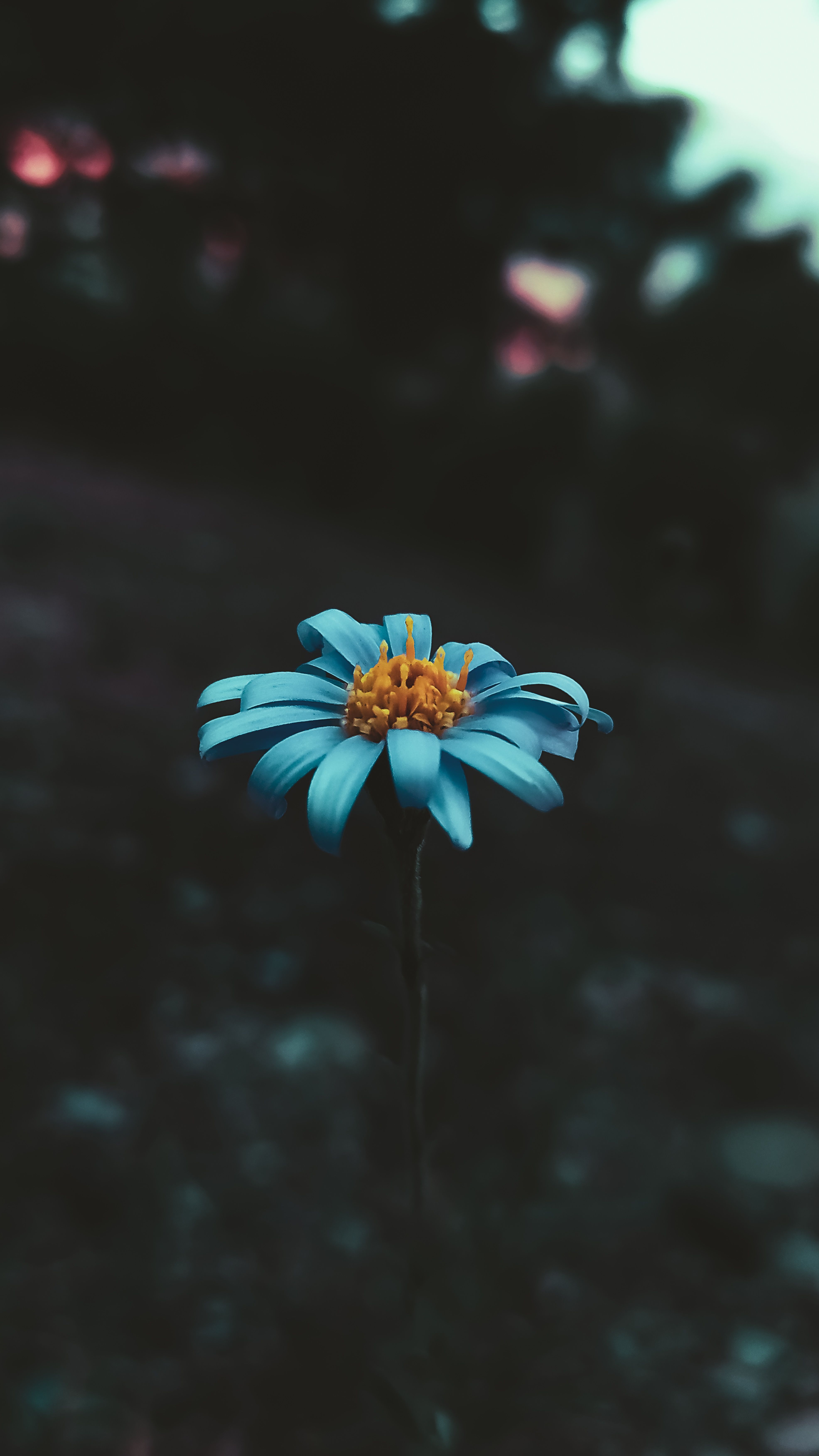 3943x7008 Mobile Wallpaper 4k Photo, Download The BEST Free Mobile Wallpaper 4k & HD Image