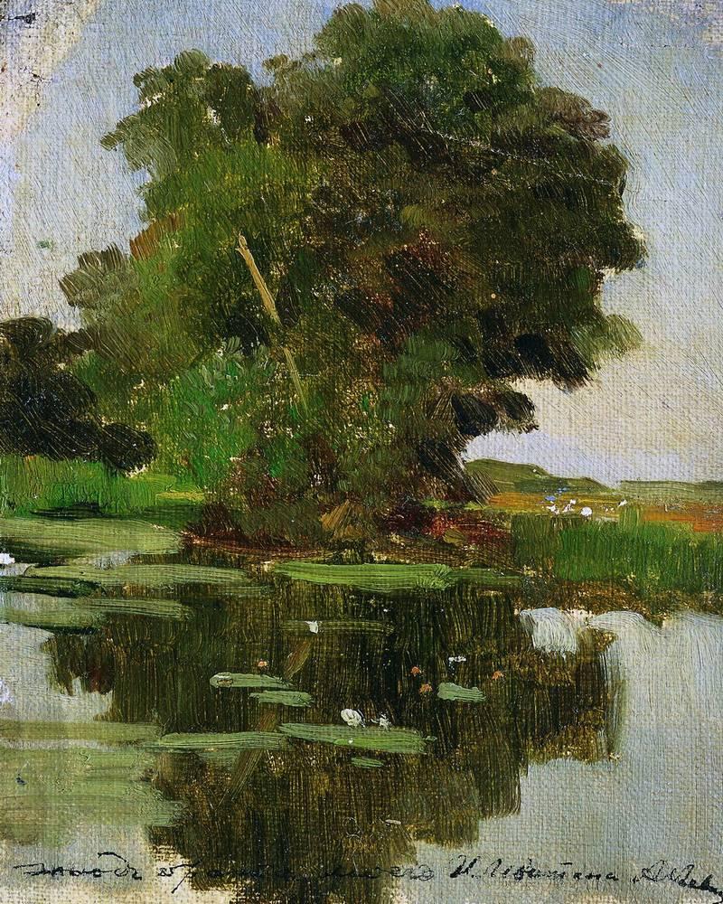 800x1000 Overgrown pond