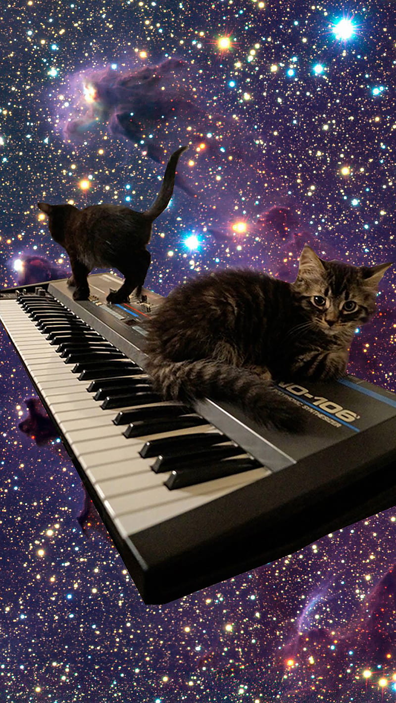 800x1421 Cats on Keyboard, cat, cats, keyboard, kitties, music, spacecats, synth, HD phone wallpaper