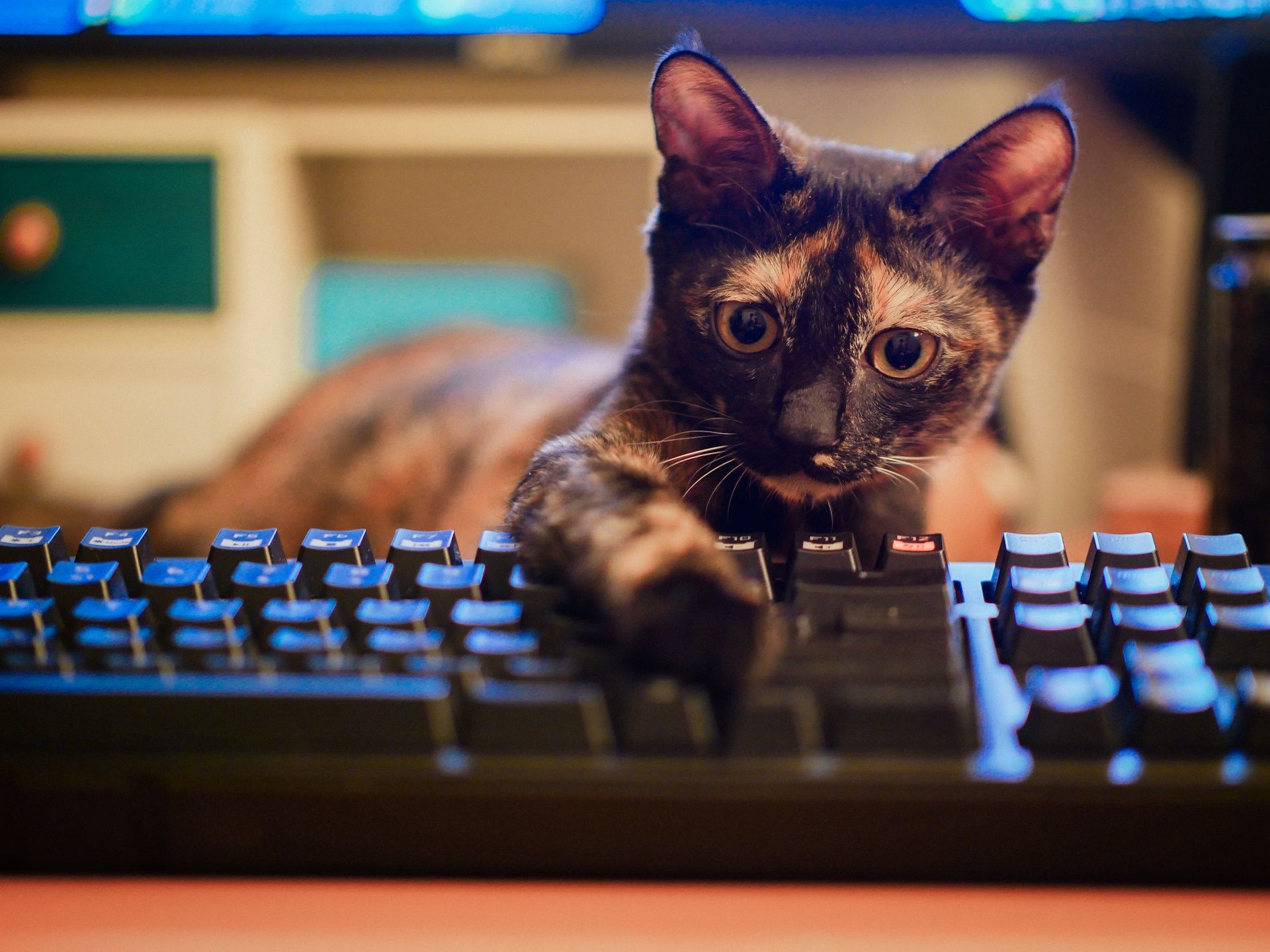 1920x1440 Curious Cat Exploring the Keyboard Animal Wallpaperx1440