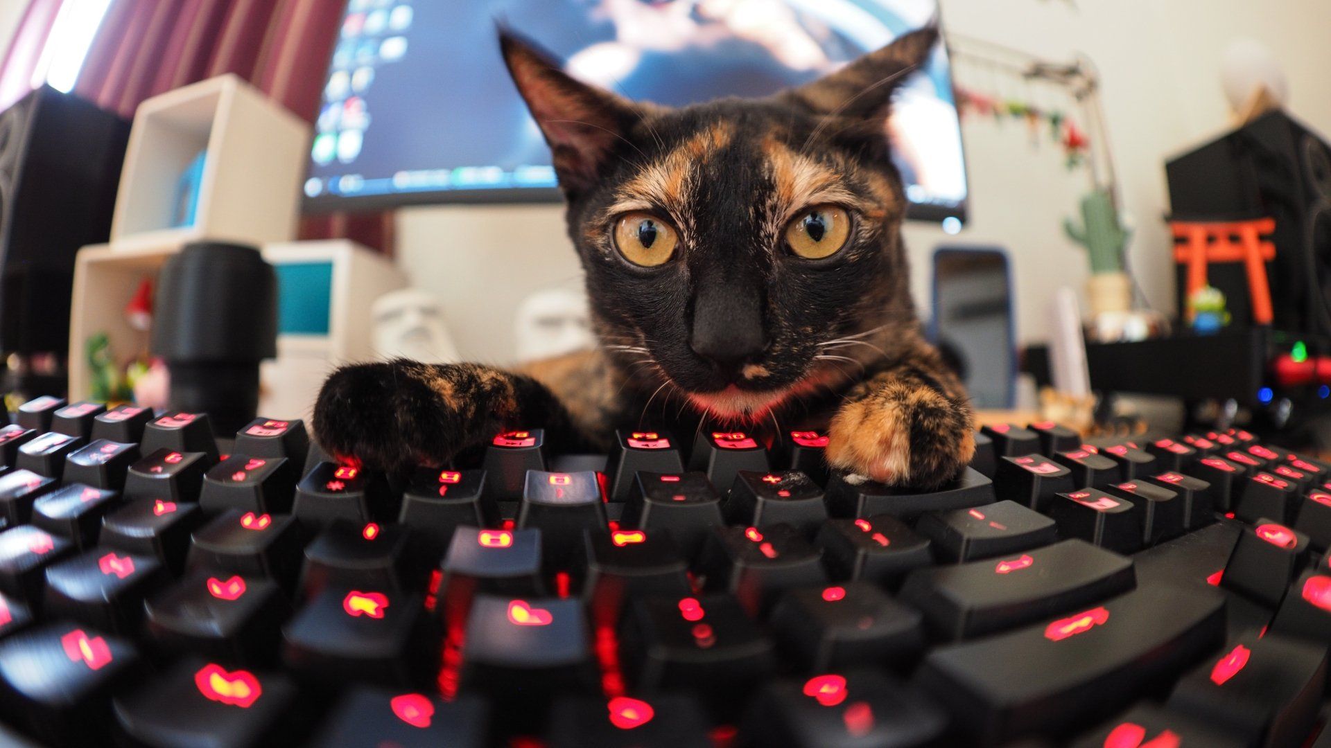 1920x1080 4K Ultra HD Cat Stare: The Funny Keyboard Commanderx2916