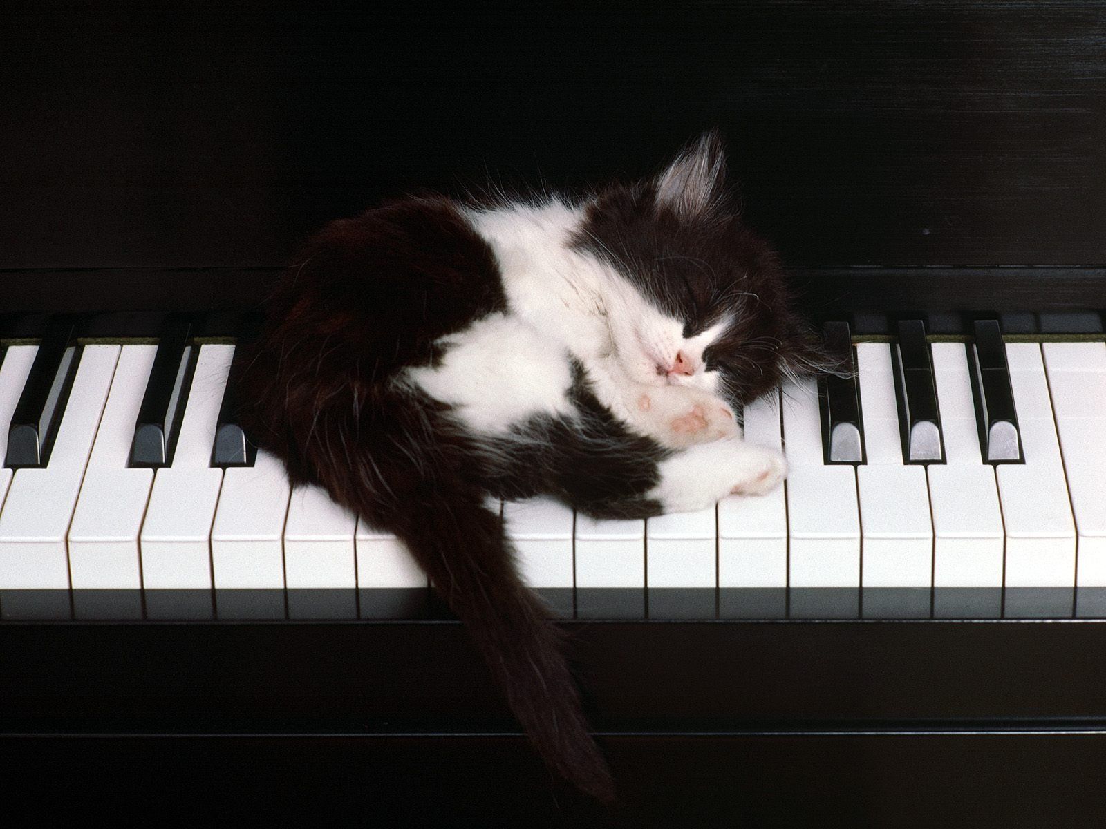 1600x1200 HD Cat on Piano Wallpaperx1200